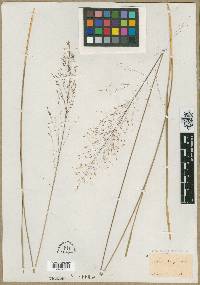 Agrostis pungens image