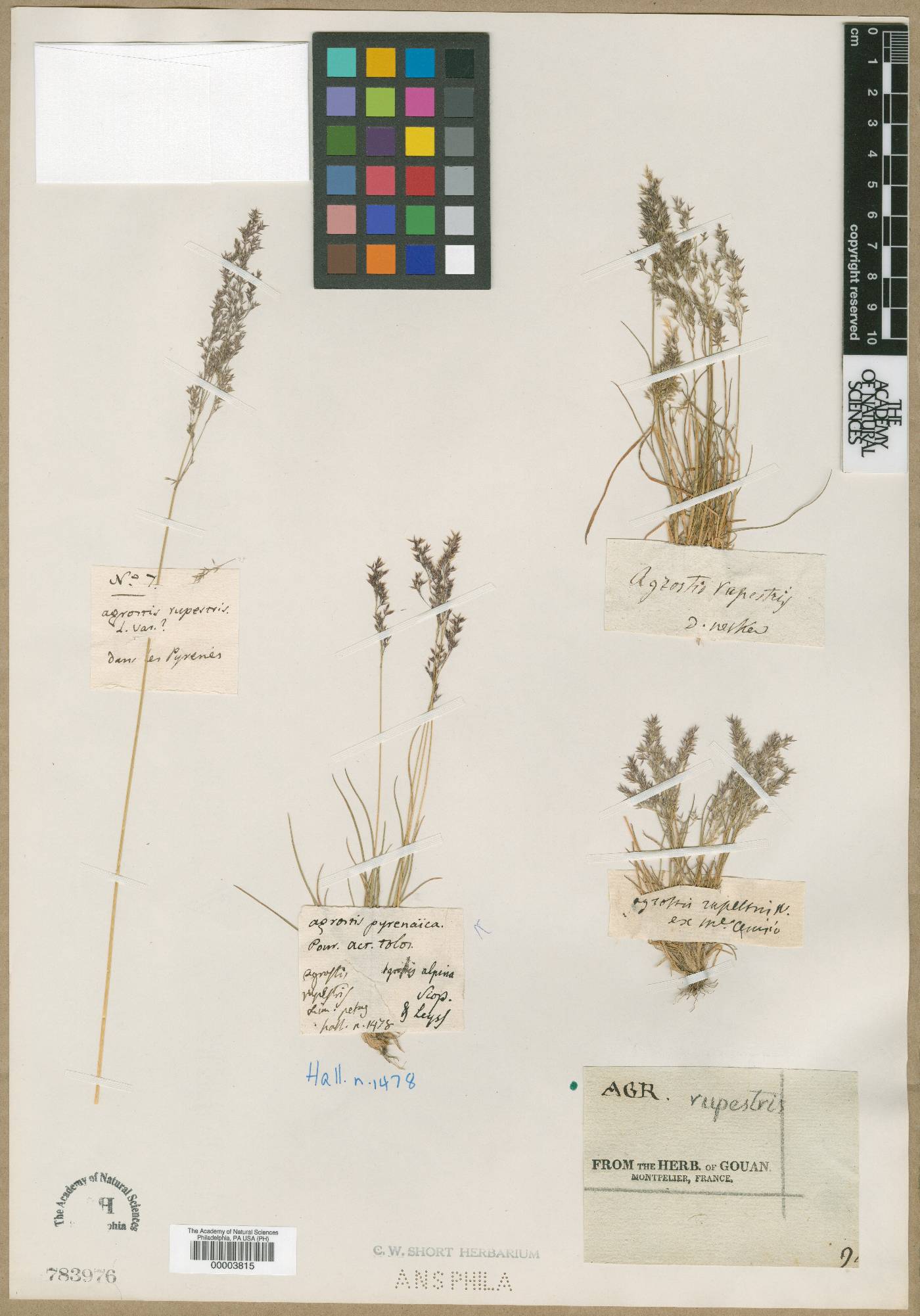 Agrostis rupestris subsp. pyrenaica image