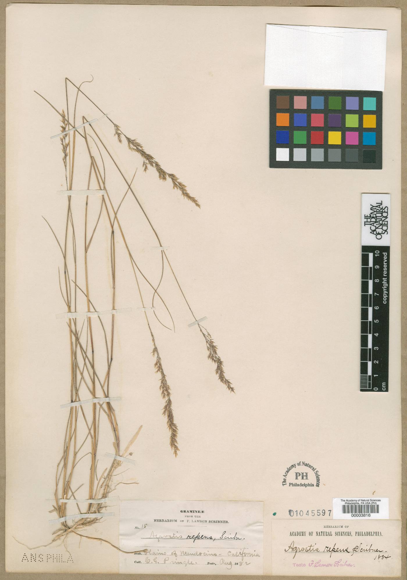 Agrostis gigantea subsp. gigantea image