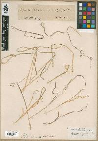 Agrostis pilosula image