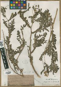 Image of Argyranthemum jacobaeifolium