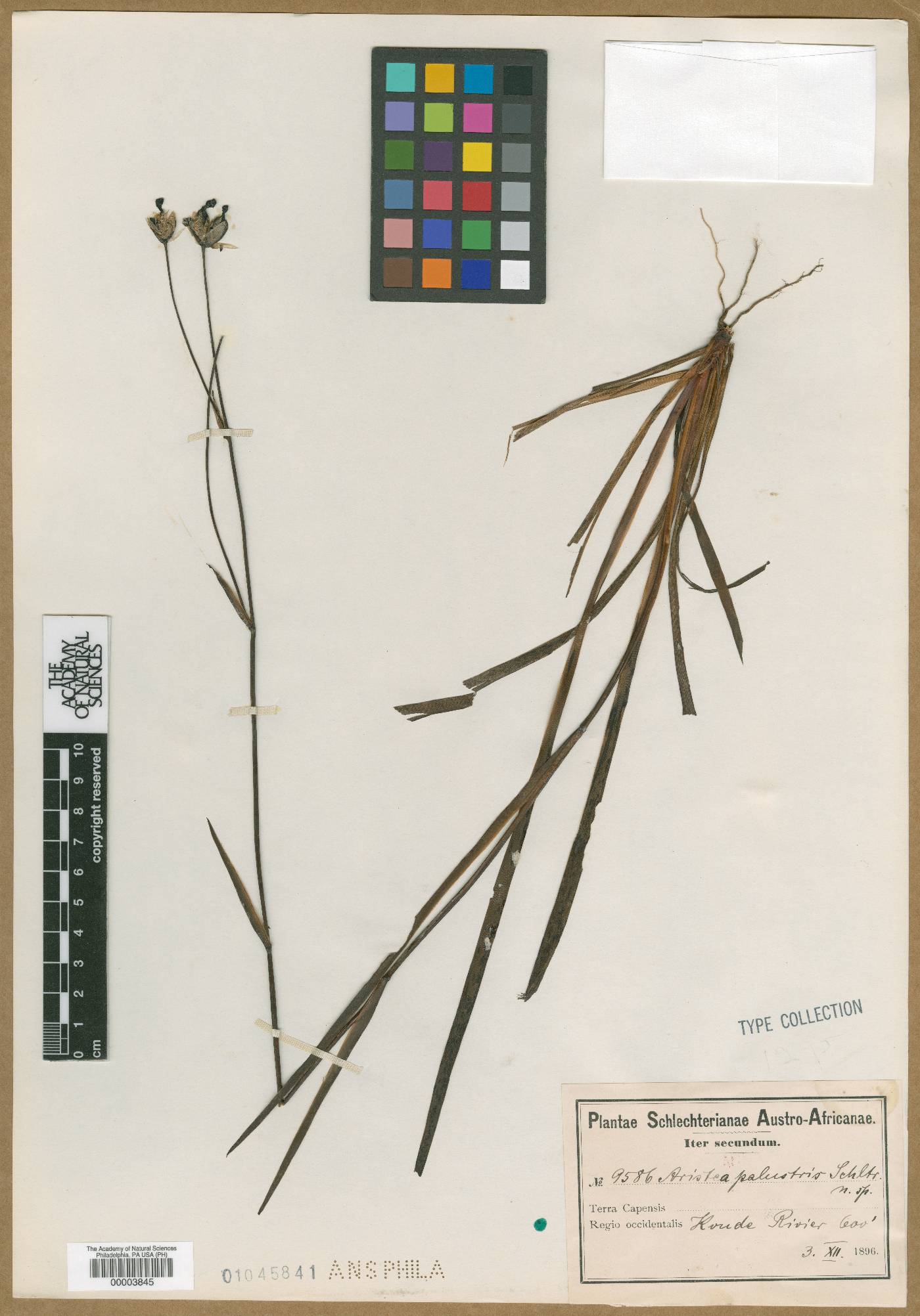 Aristea palustris image