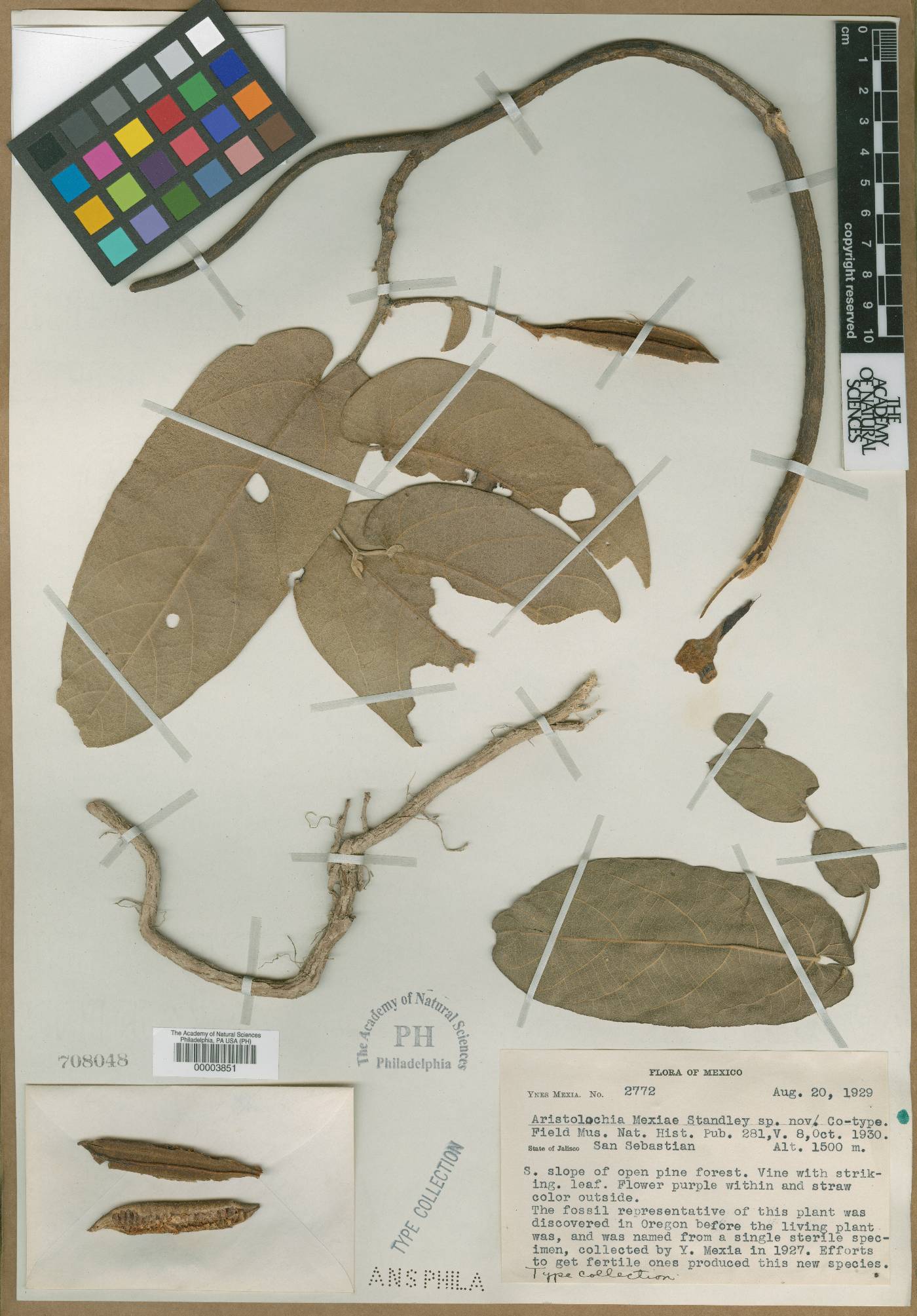 Aristolochia malacophylla image