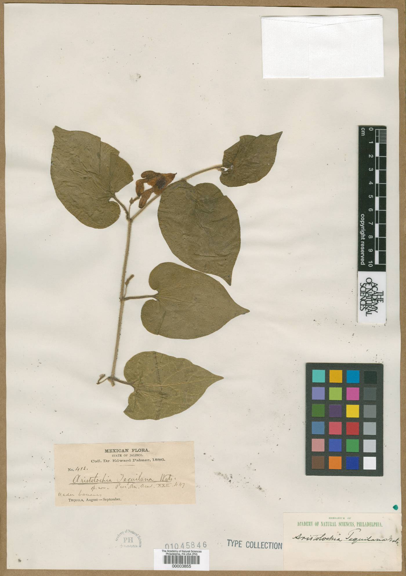 Aristolochia tequilana image