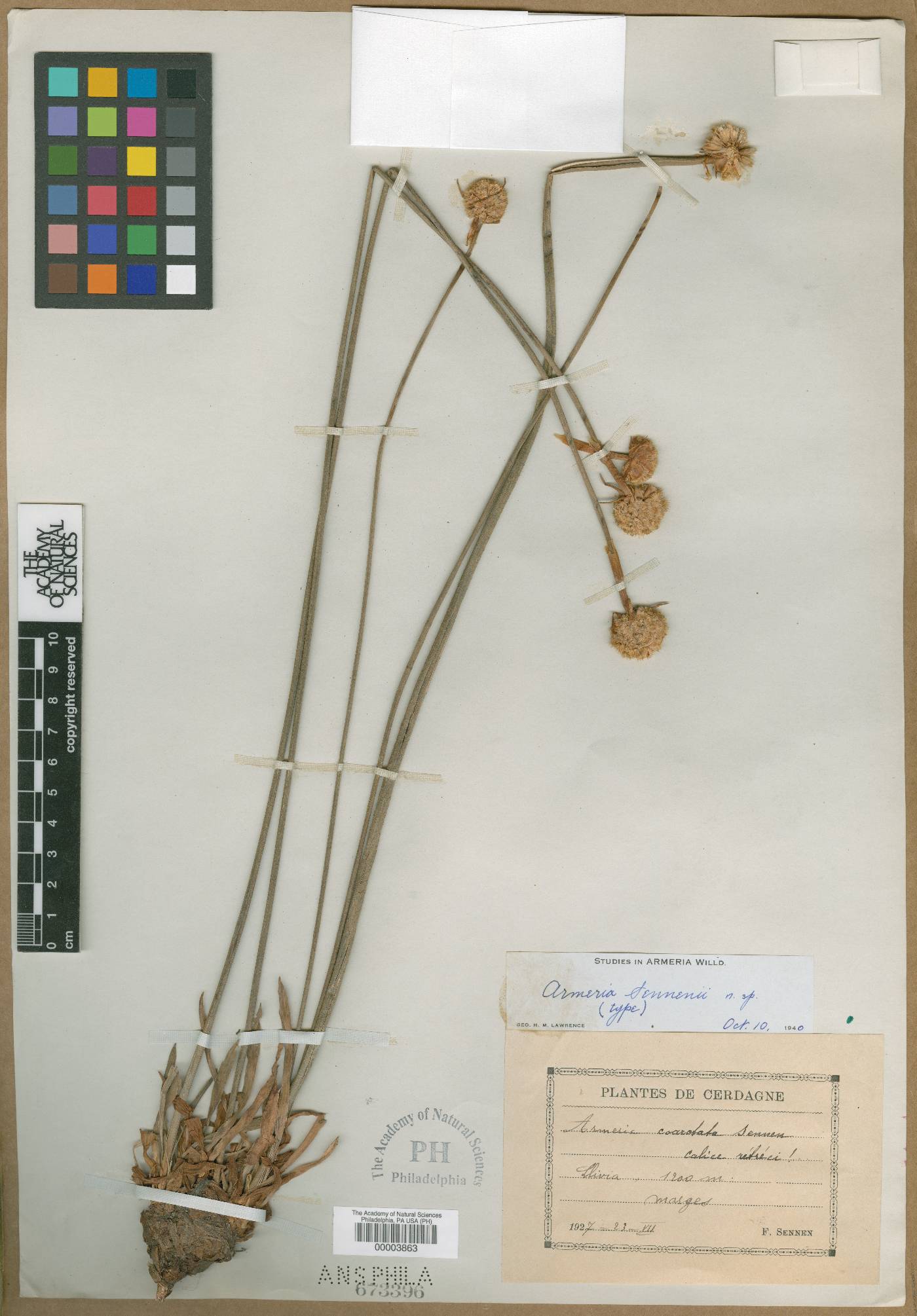 Armeria arenaria subsp. arenaria image