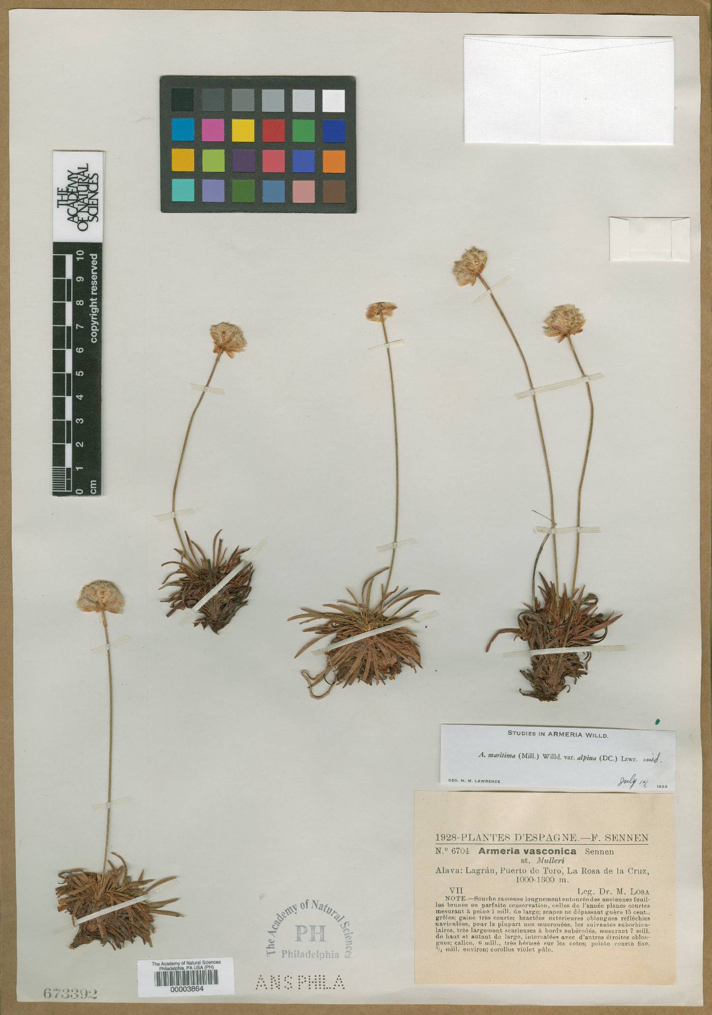 Armeria cantabrica image