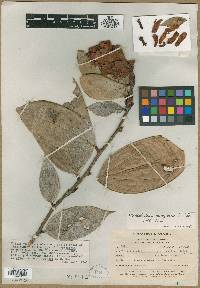Image of Cavendishia engleriana