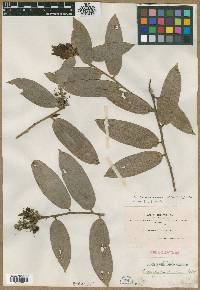 Cavendishia pubescens image