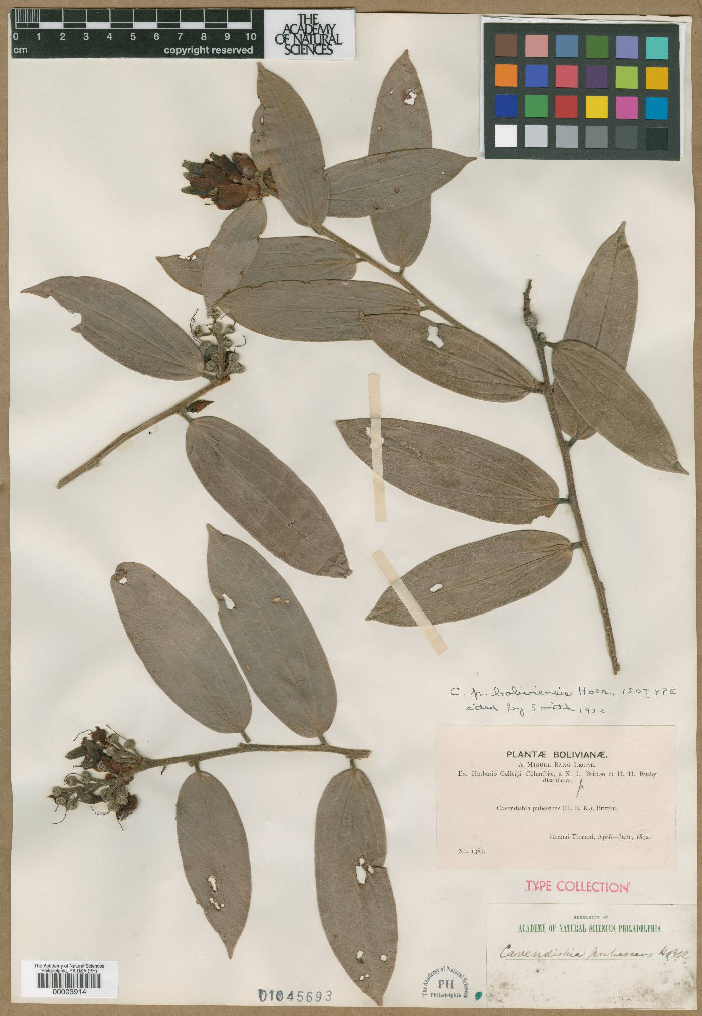 Cavendishia pubescens image