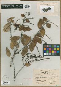 Image of Cavendishia spicata