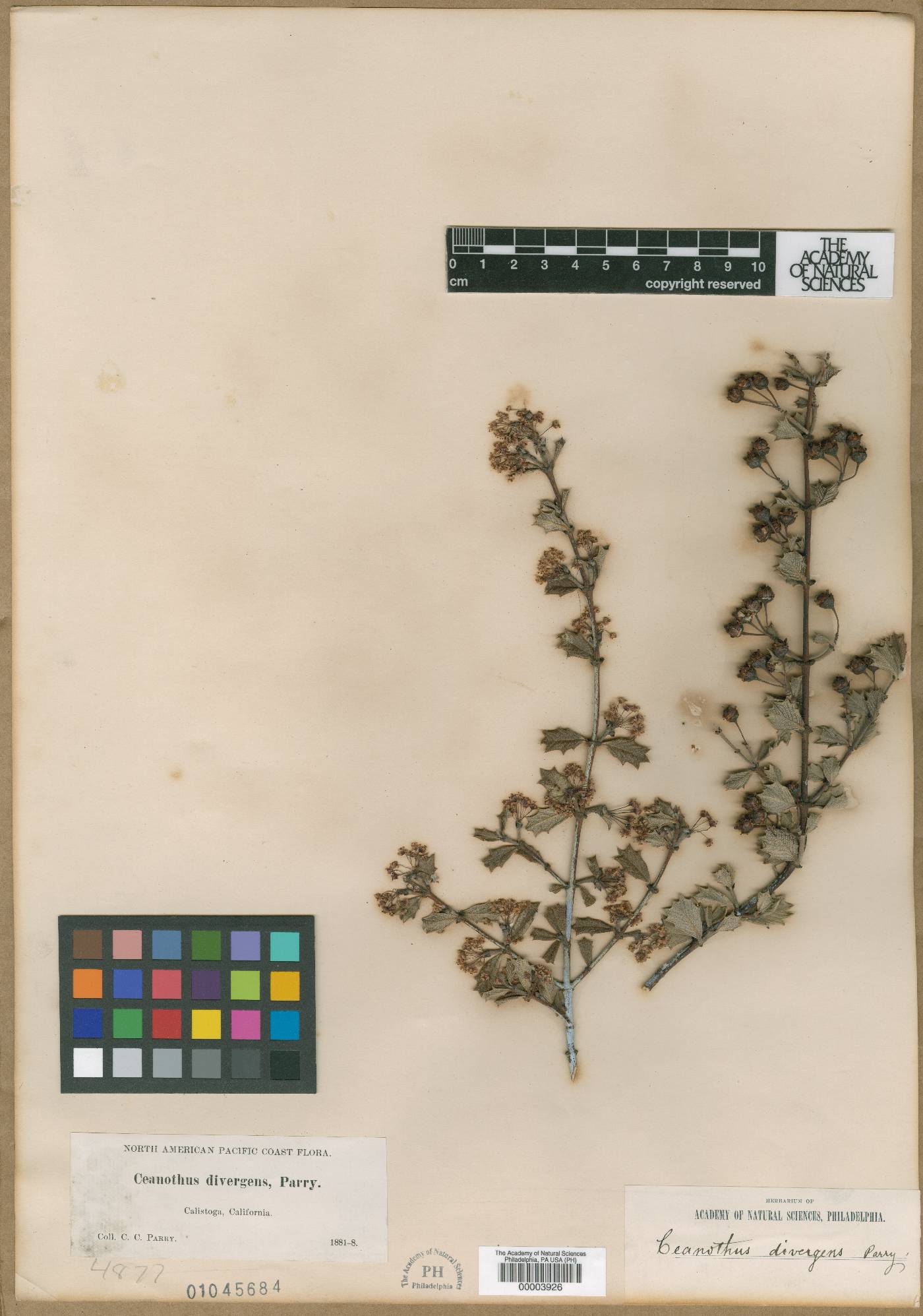 Ceanothus divergens image