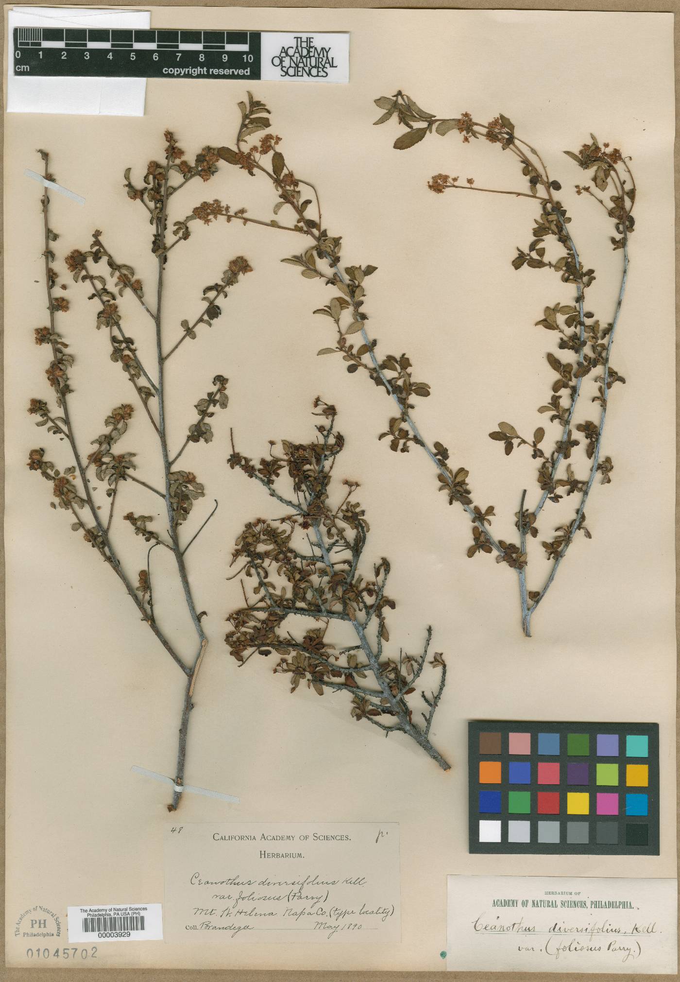 Ceanothus diversifolius var. foliosus image