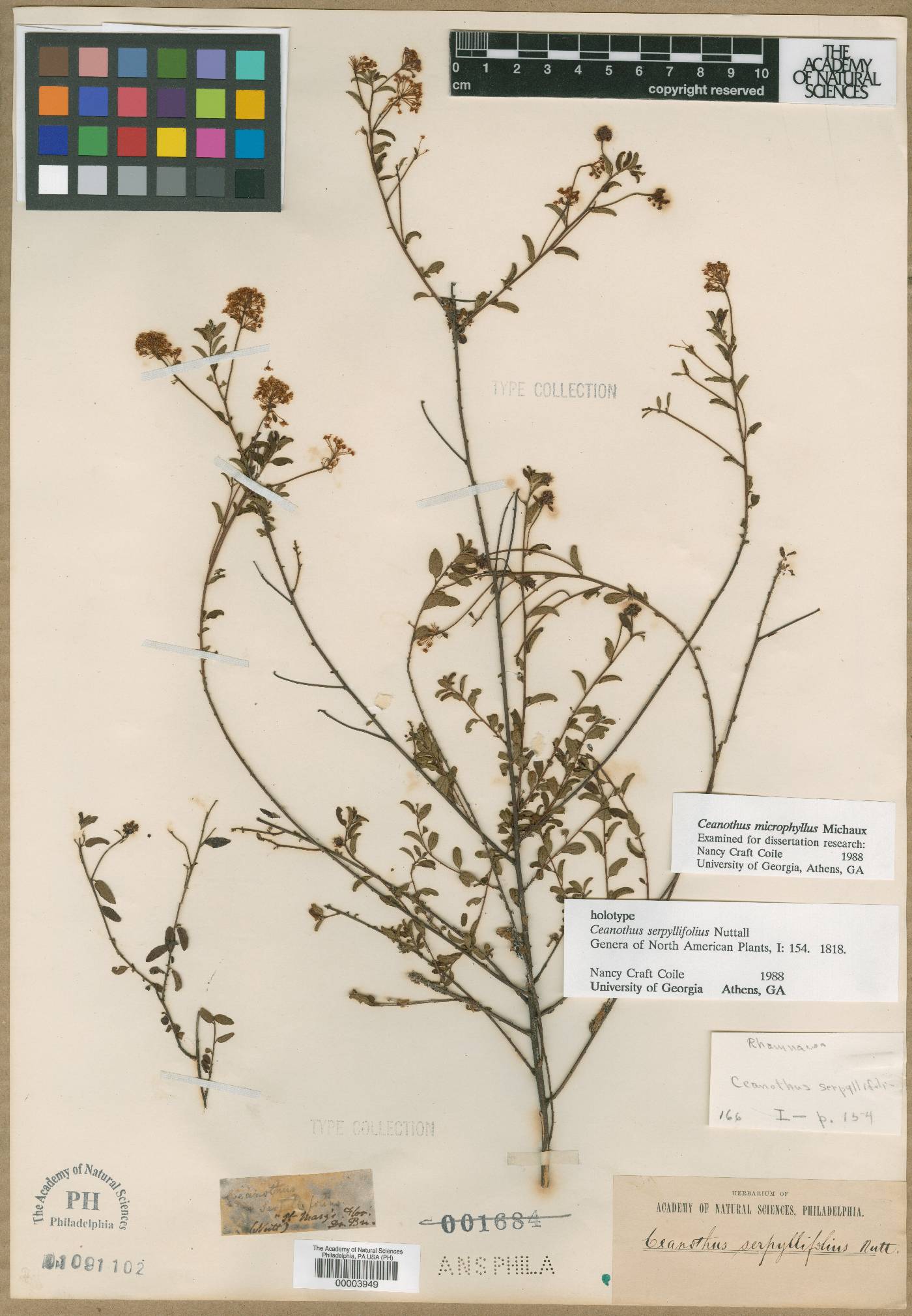 Ceanothus serpyllifolius image