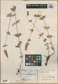 Cedronella breviflora image