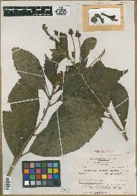 Image of Burmeistera variabilis