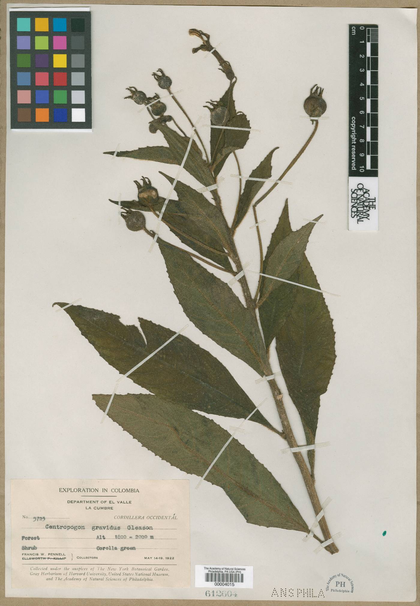 Burmeistera variabilis image