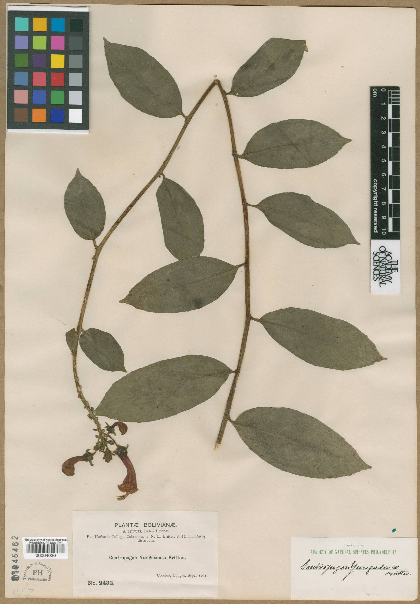 Centropogon yungasensis image