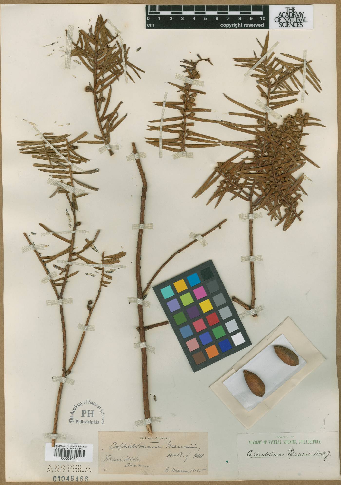 Cephalotaxus mannii image