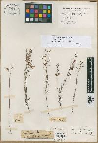 Ceranthera linearifolia image