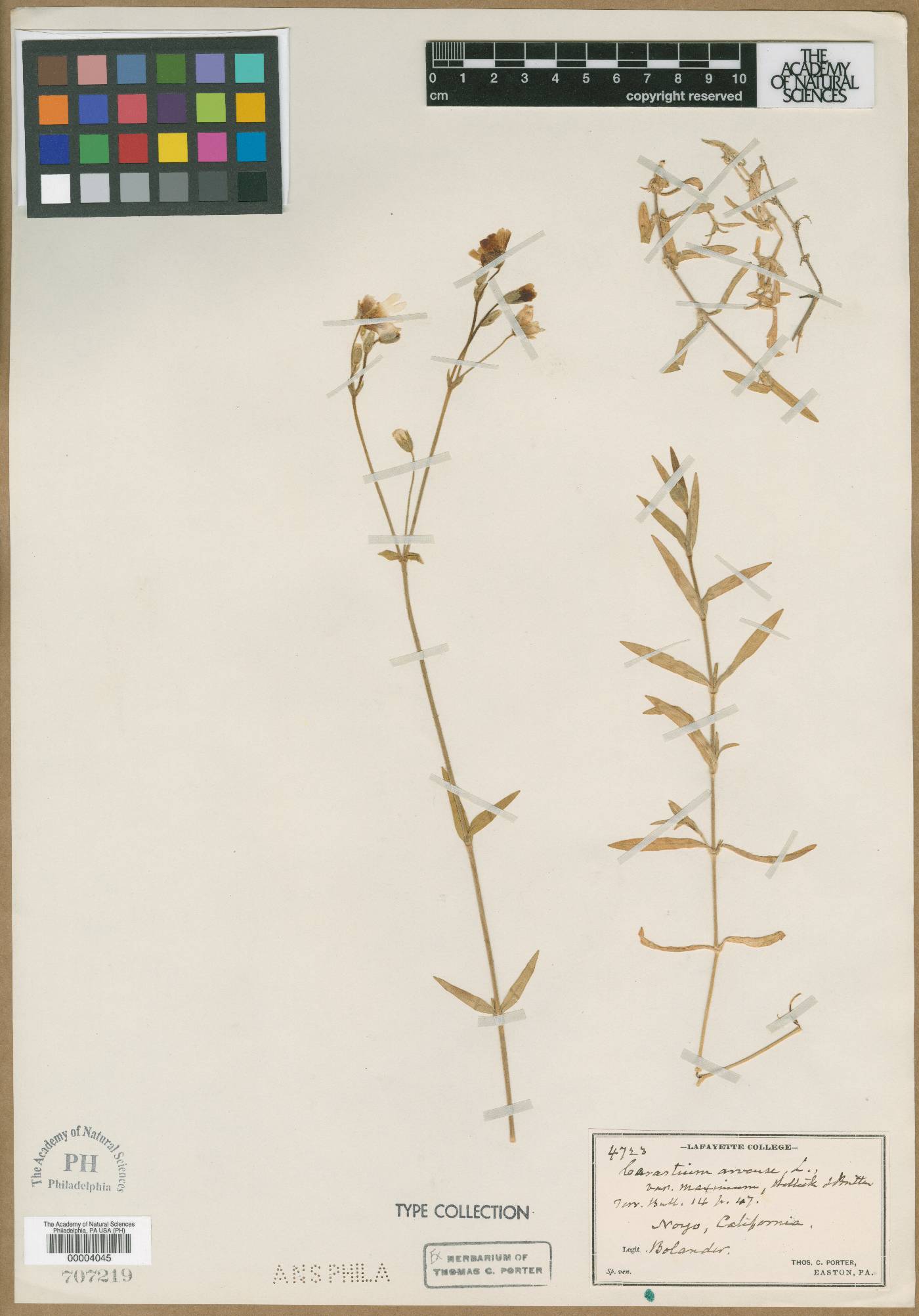 Cerastium arvense var. maximum image