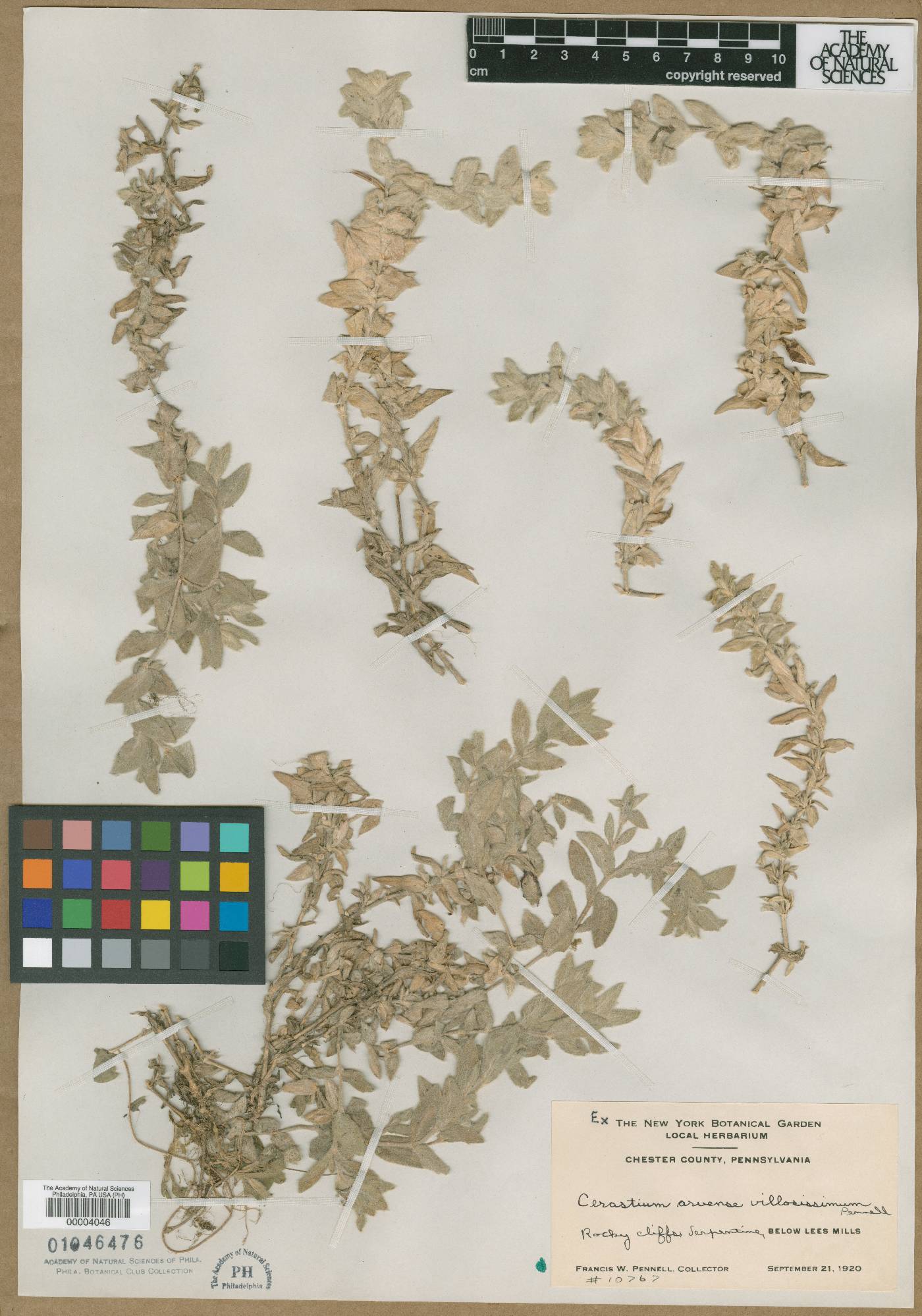 Cerastium arvense var. villosissimum image