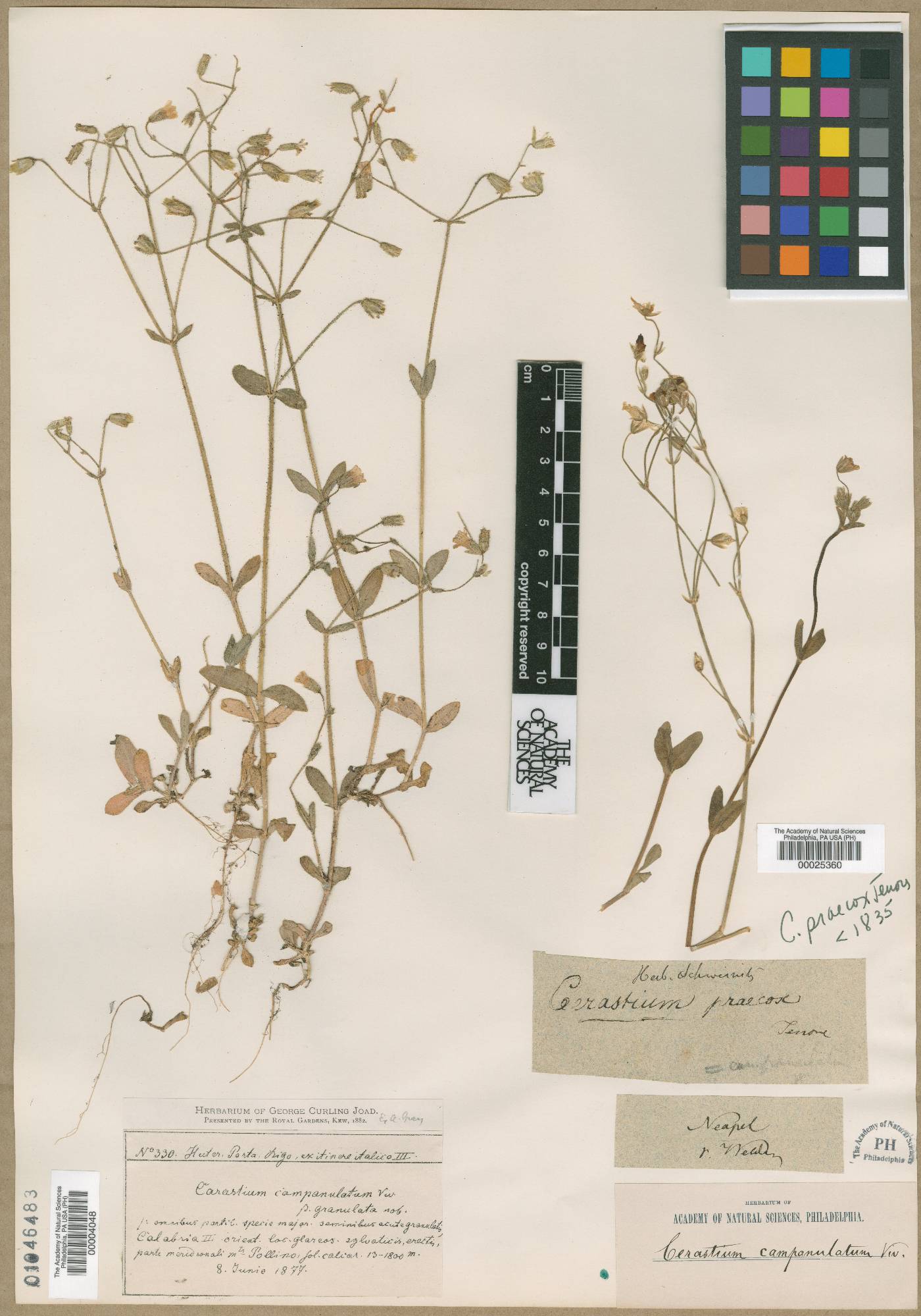 Cerastium ligusticum subsp. ligusticum image