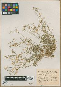 Cerastium holosteoides image
