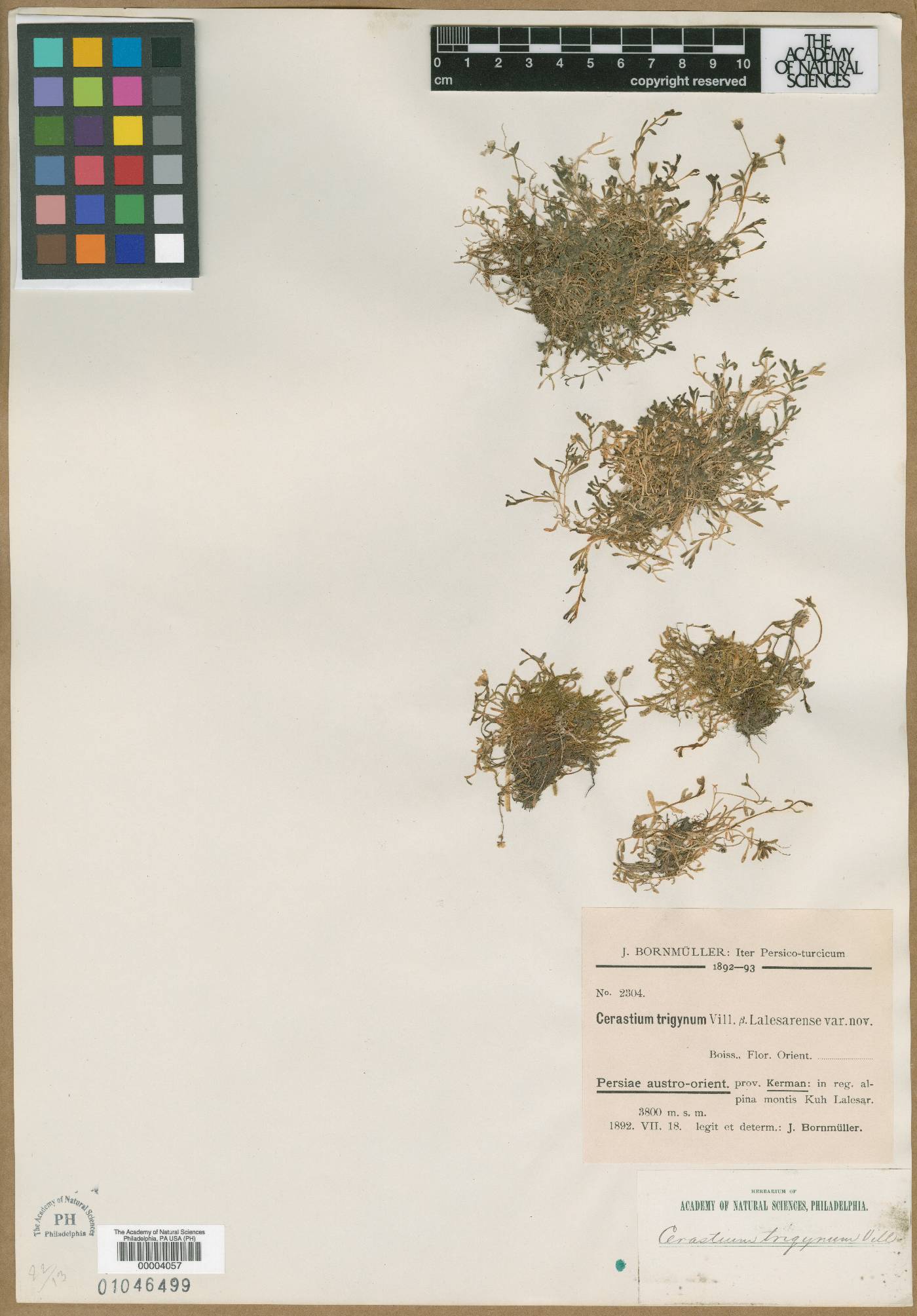 Cerastium trigynum image