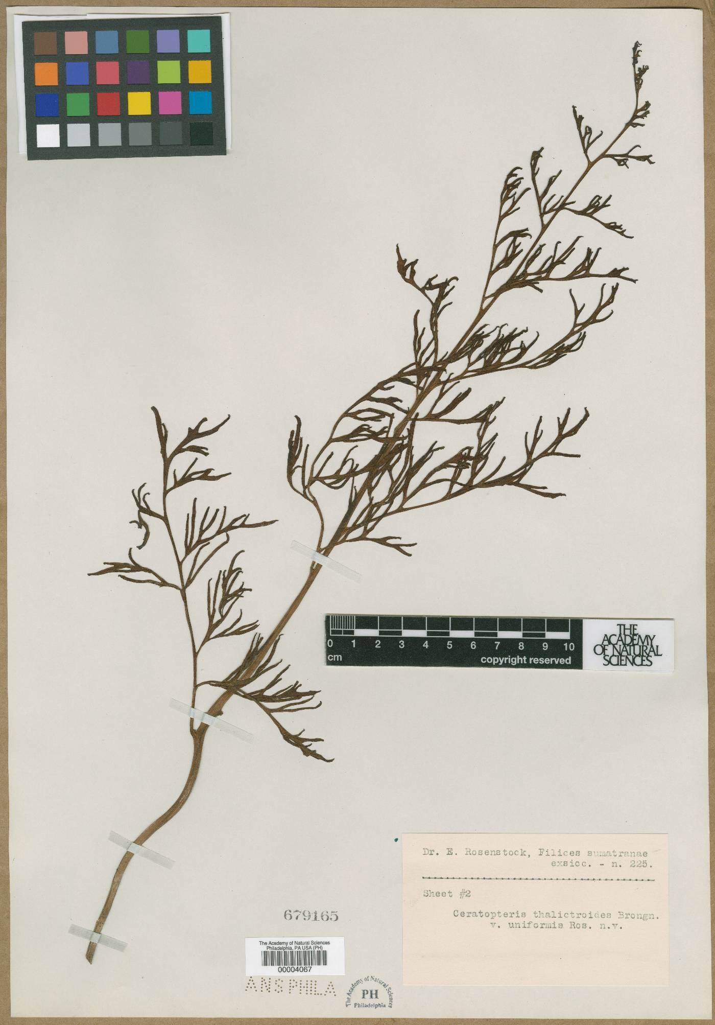 Parkeriaceae image