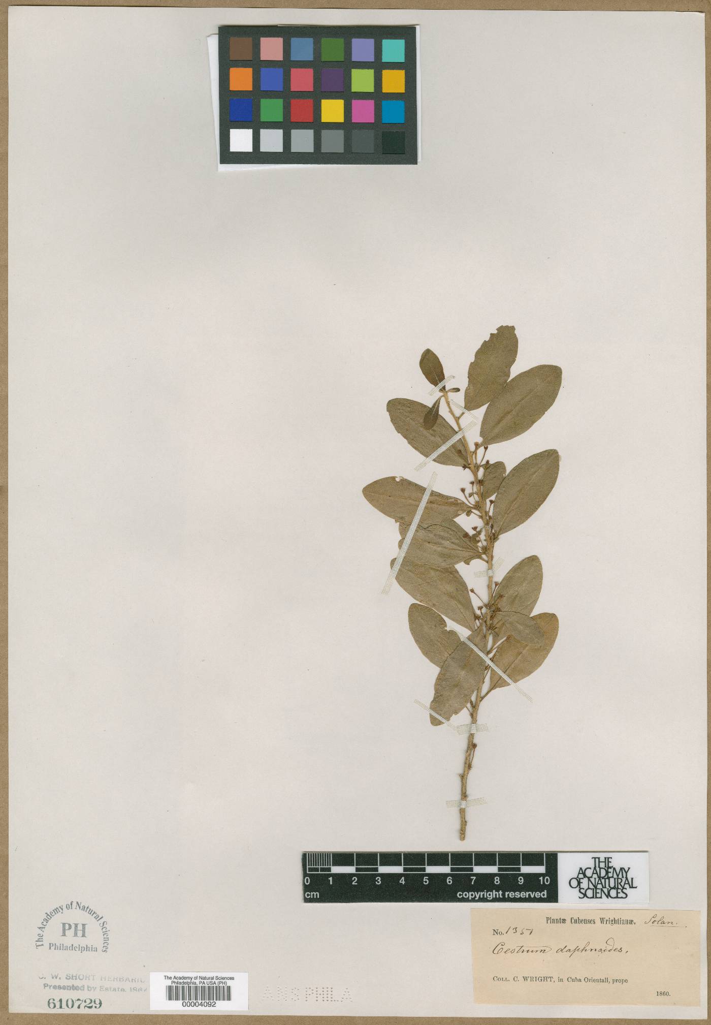 Cestrum daphnoides image