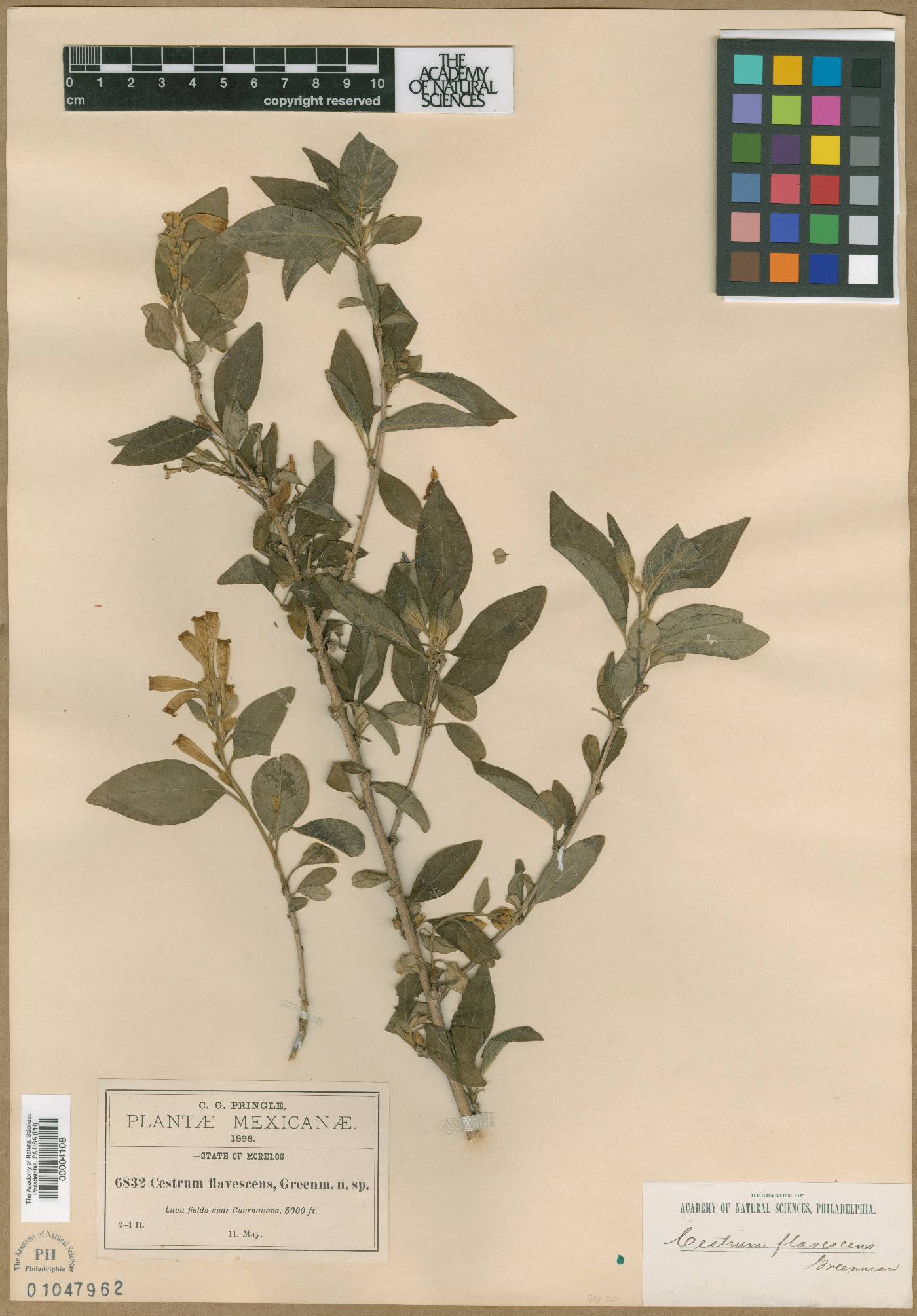 Cestrum flavescens image