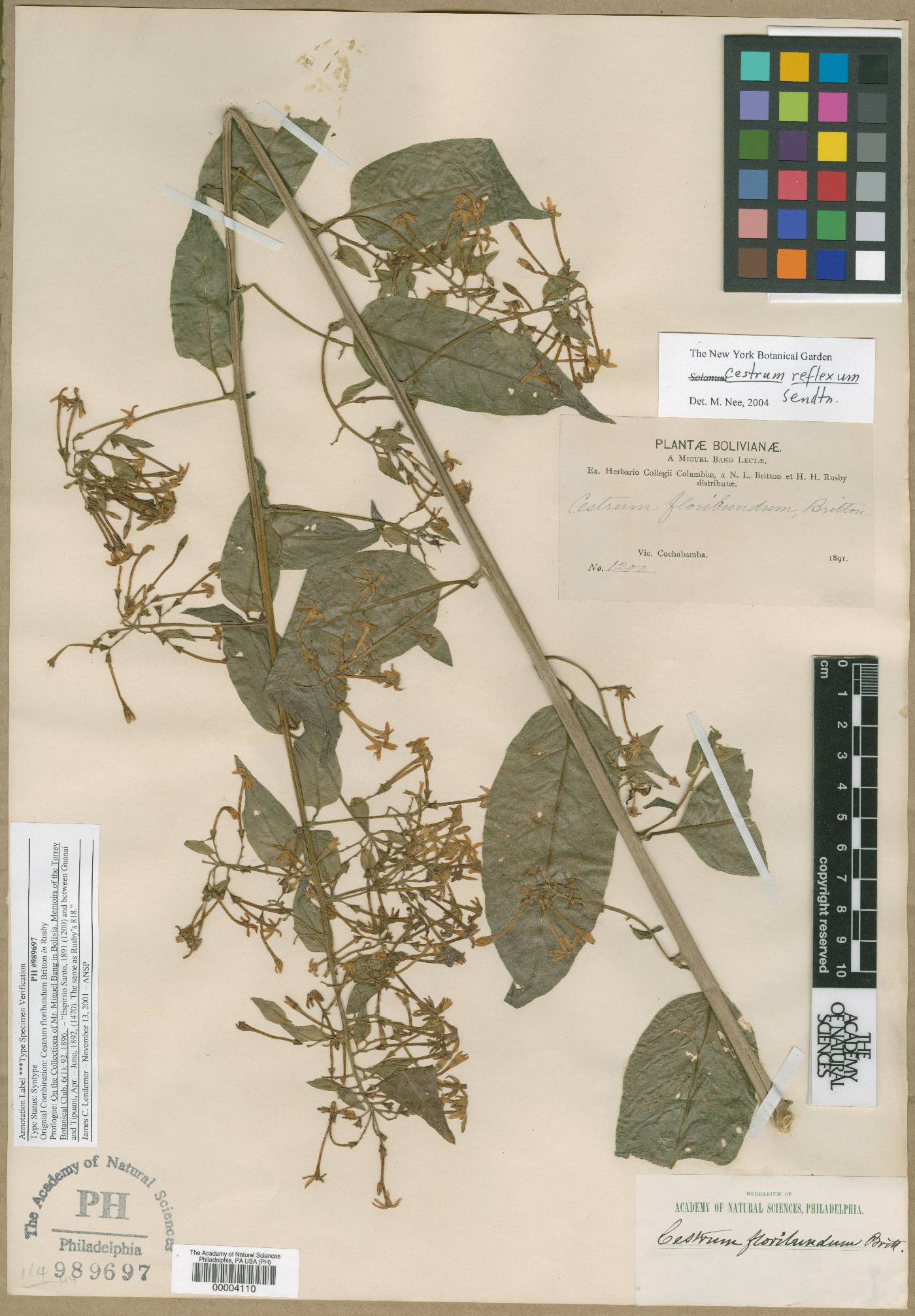 Cestrum floribundum image