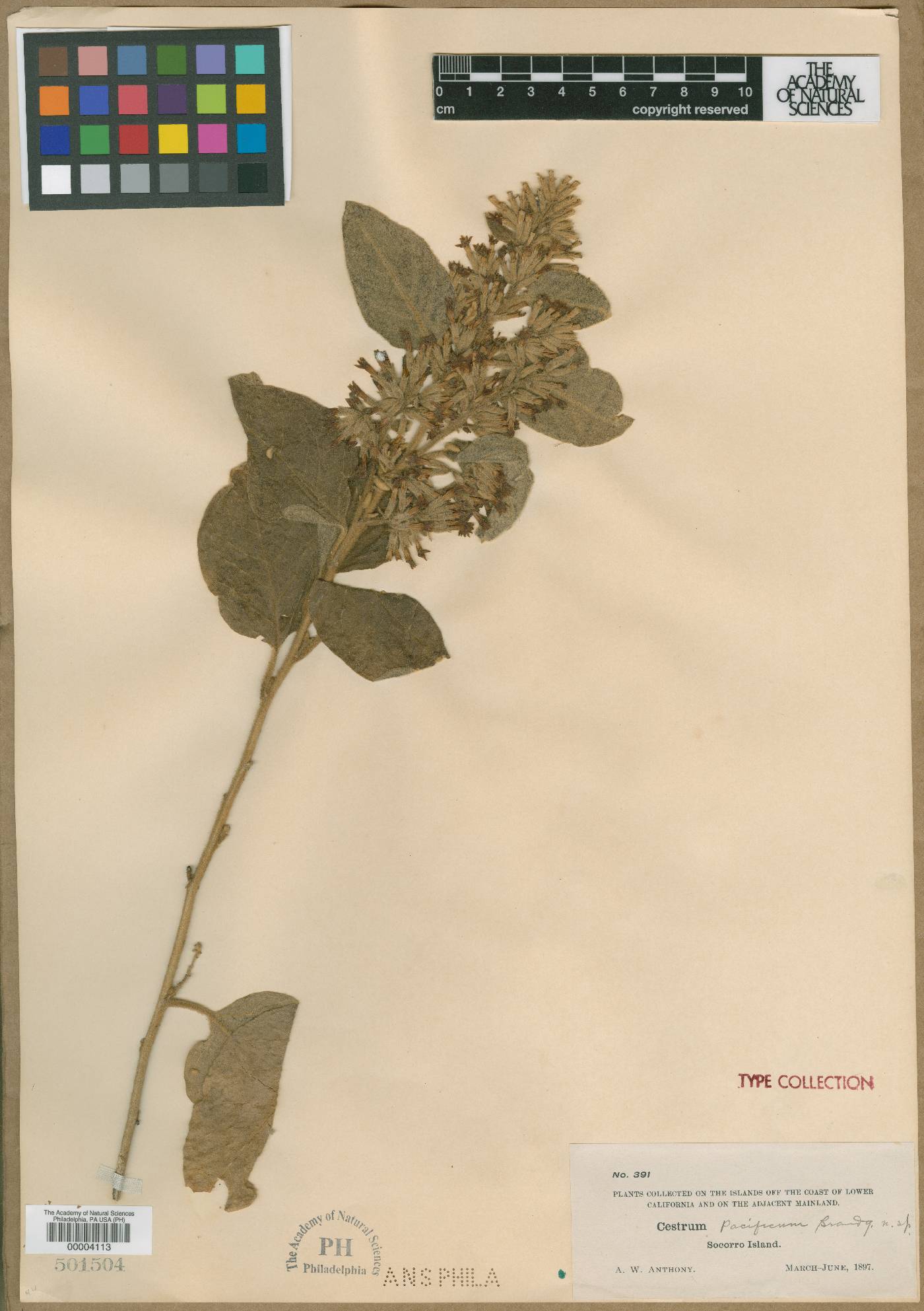 Cestrum pacificum image