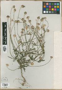 Cephalaria transsylvanica image