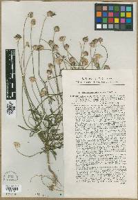 Cephalaria transsylvanica image