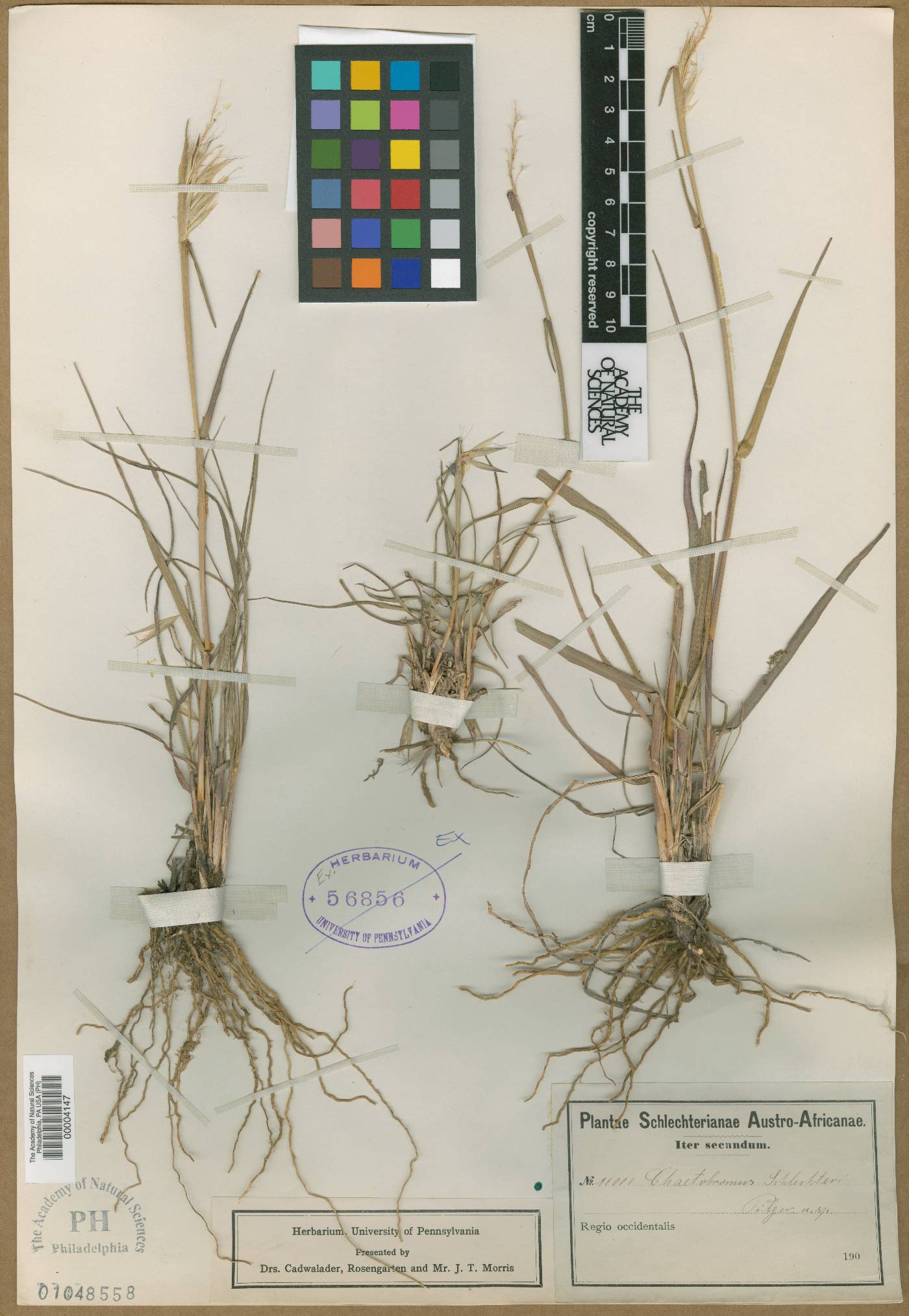 Chaetobromus involucratus subsp. involucratus image