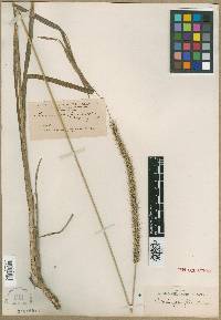 Image of Setaria paucifolia