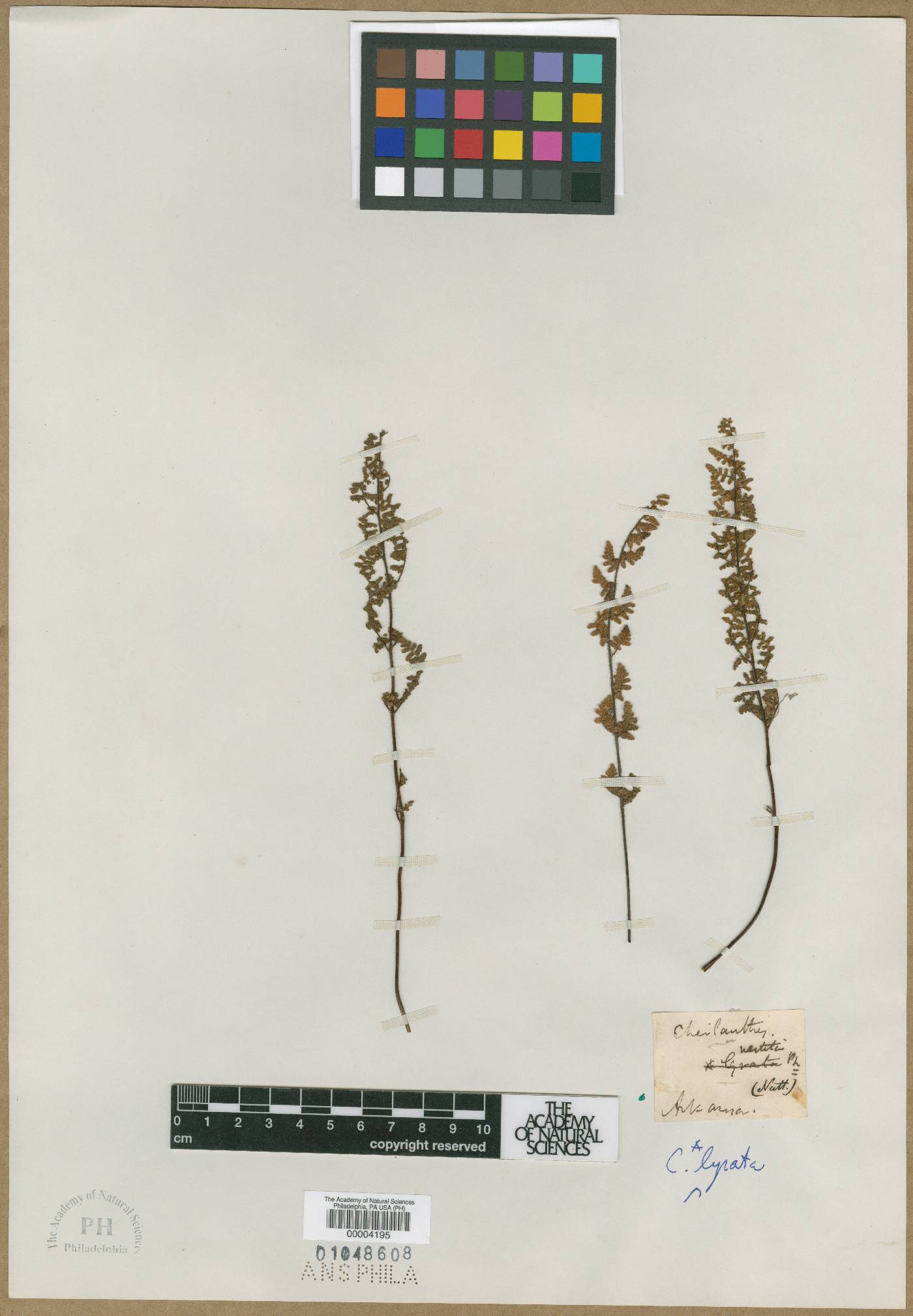 Adiantaceae image
