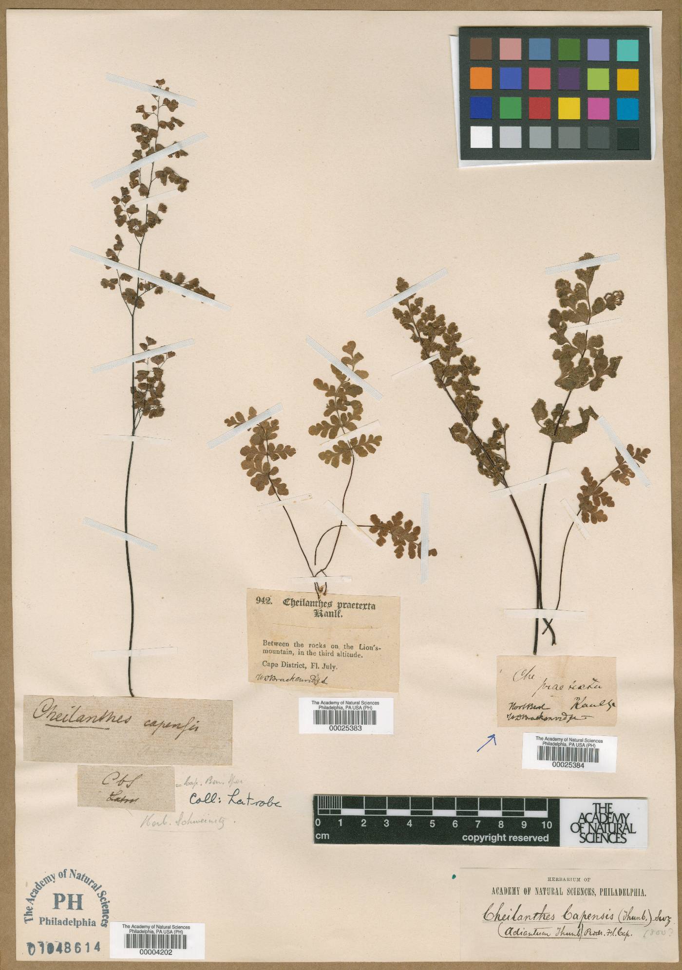 Cheilanthes capensis image