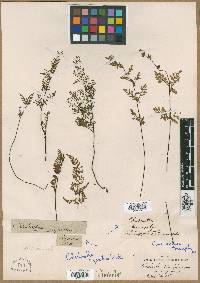 Cheilanthes tenuifolia image