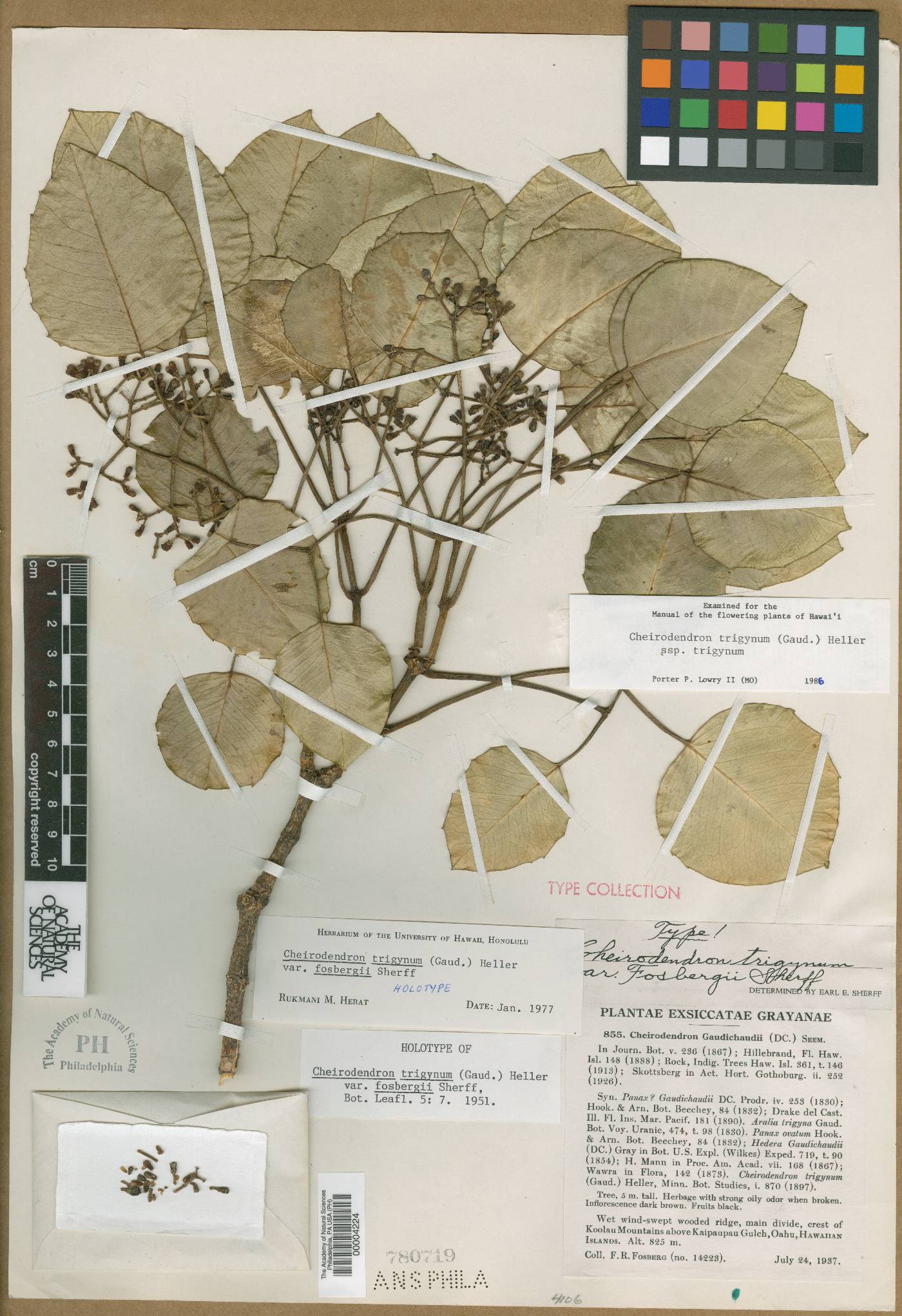 Cheirodendron trigynum subsp. trigynum image