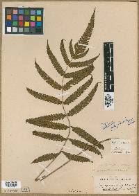 Image of Steiropteris polypodioides