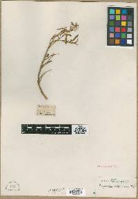Image of Chenopodium baccatum