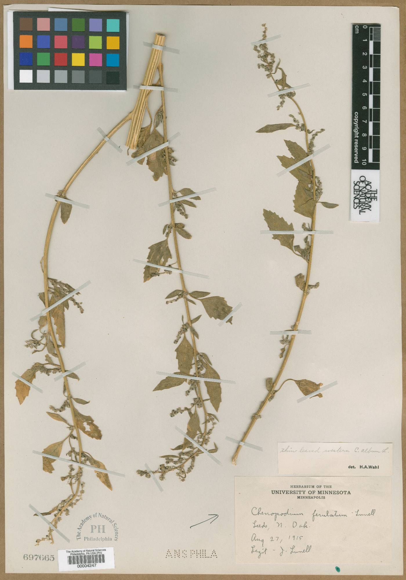 Chenopodium ferulatum image