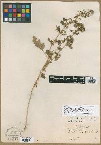 Image of Chenopodium foetidum