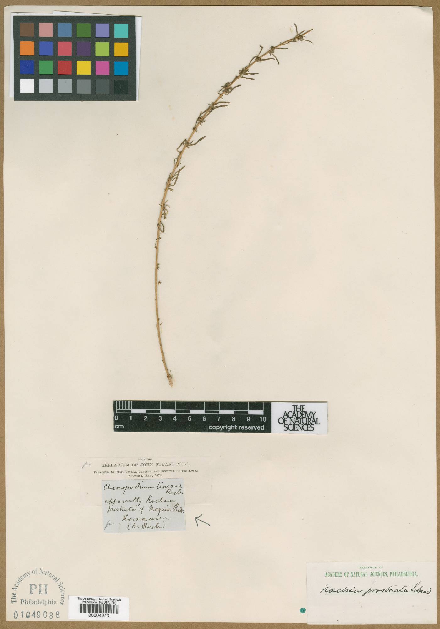 Bassia prostrata subsp. prostrata image
