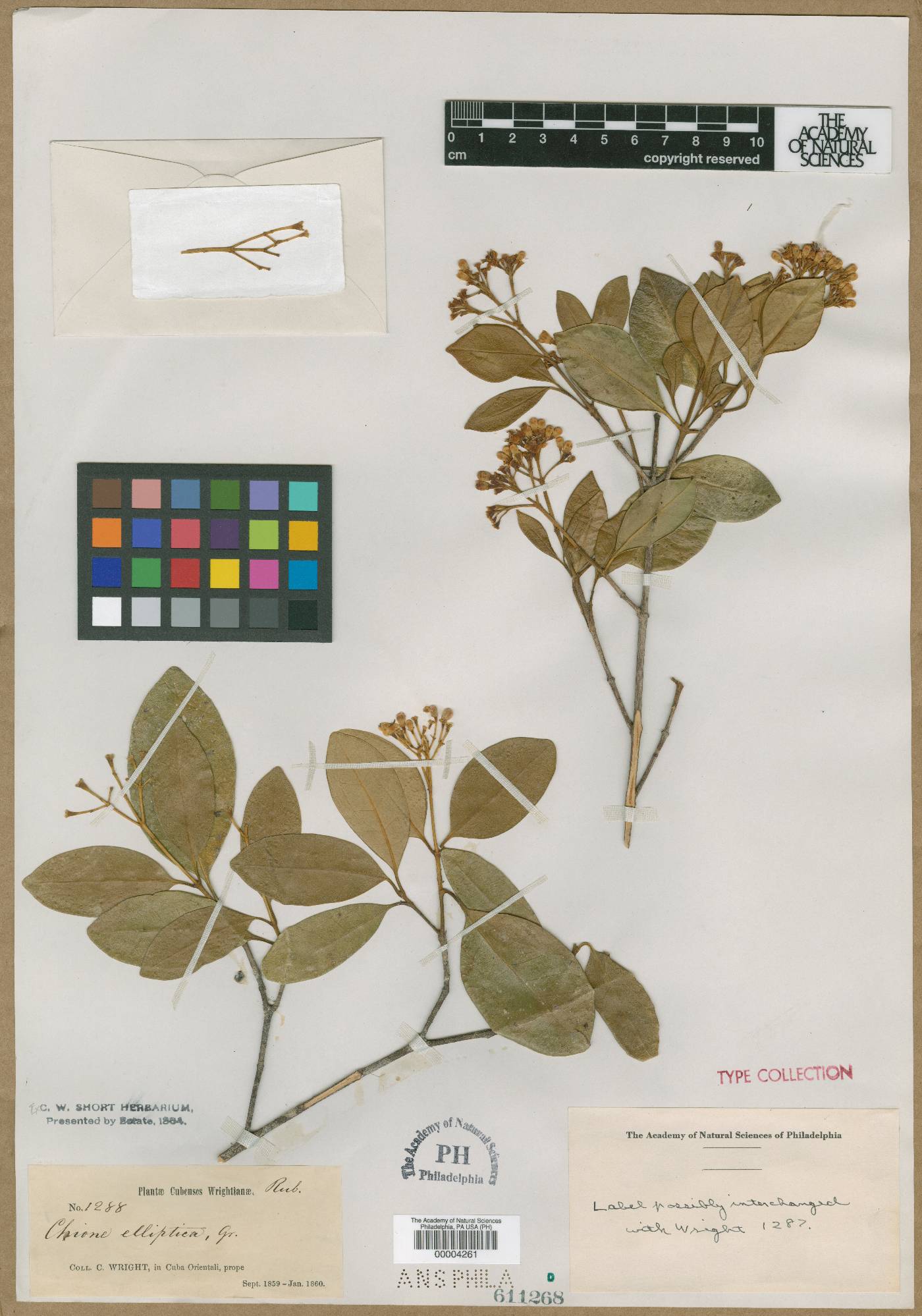 Chione venosa subsp. cubensis image