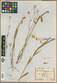 Chironia purpurascens subsp. humilis image