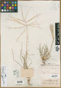 Chloris verticillata image