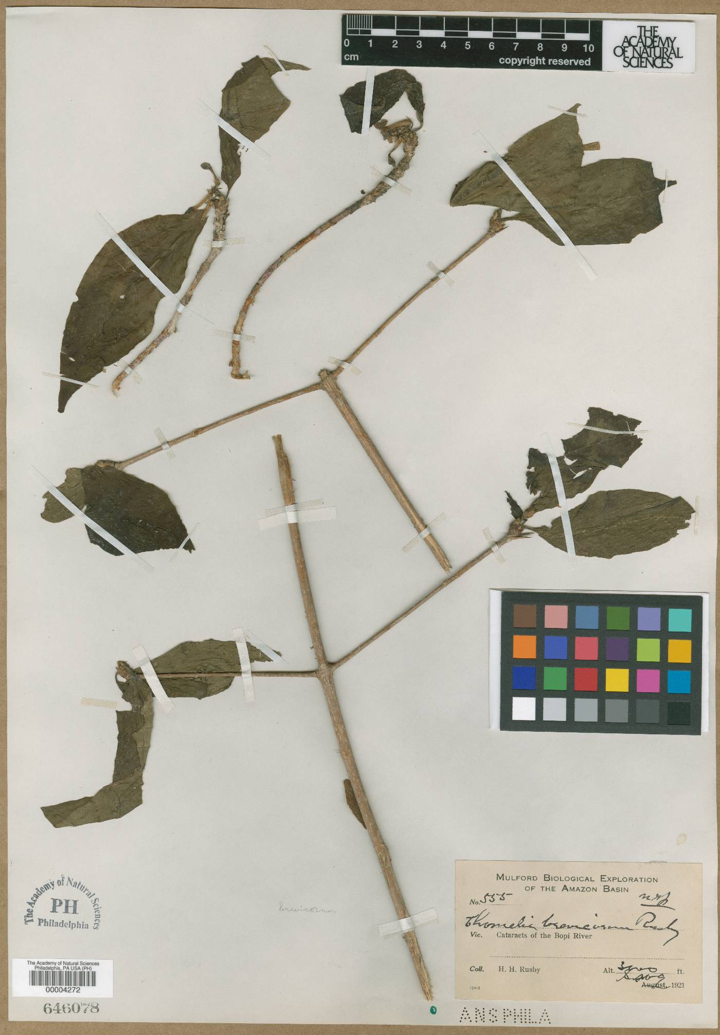 Chomelia brevicornu image